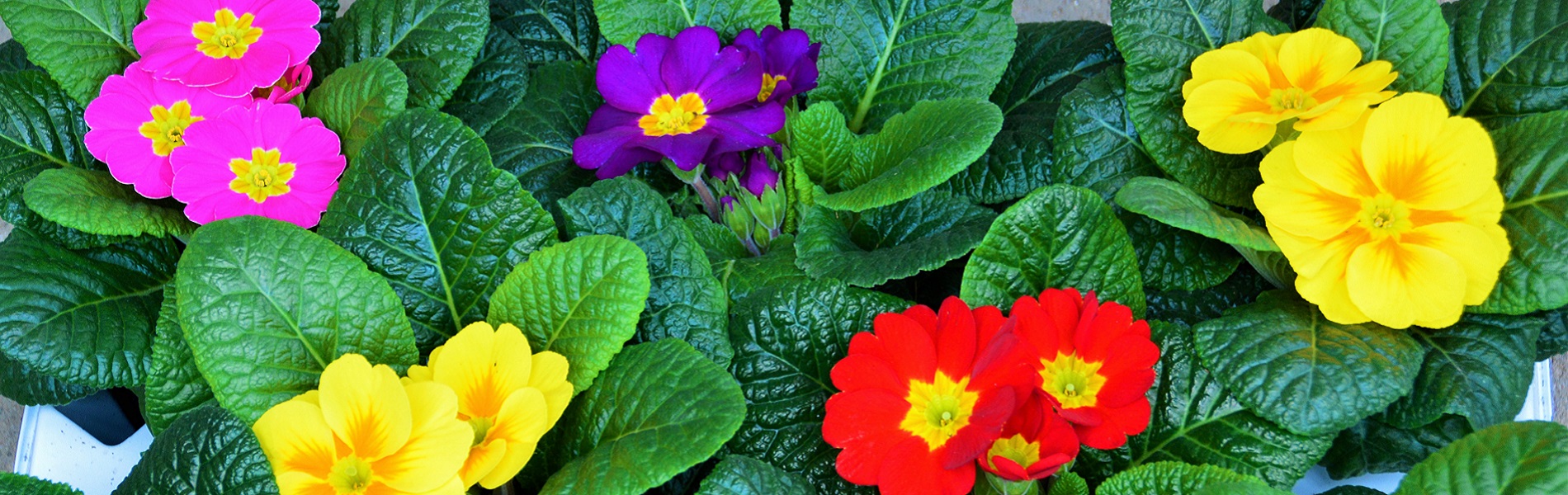 Blumenverkauf