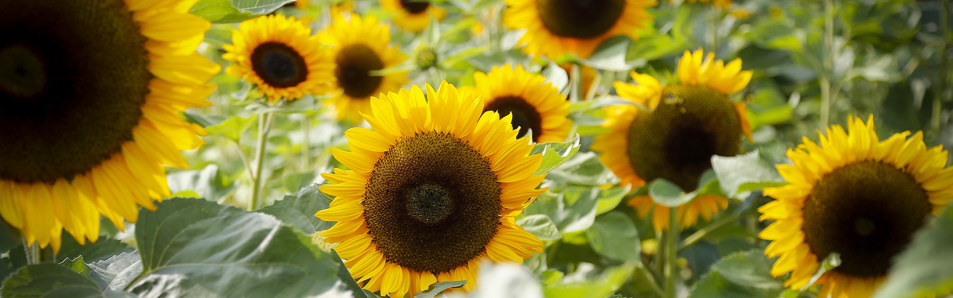 Blumenverkauf