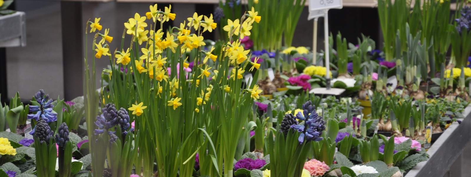Blumen_21